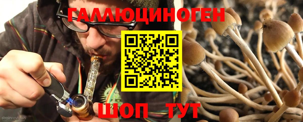Псилоцибиновые грибы Psilocybine cubensis Сорочинск